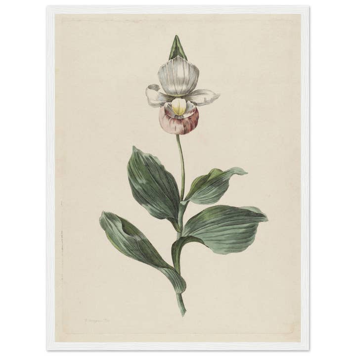 Maison de Paloma - Wholesale Art Print - Botanic garden15