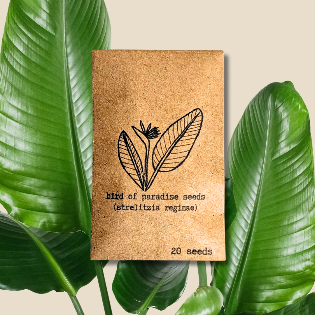 Plantflix - Vente Graines de plantes - Graines de plantes d'intérieur et de plantes tropicales2