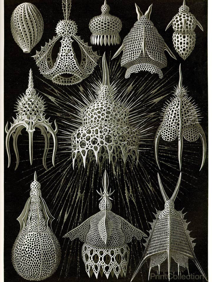 Cyrtoidea - Scheiben-Strahlinge - Heliodiscus for wholesale by Print Collection