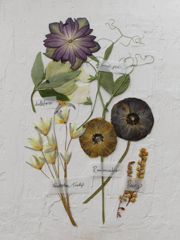 Sunday Pressed Flowers Print for wholesale by Framed Florals