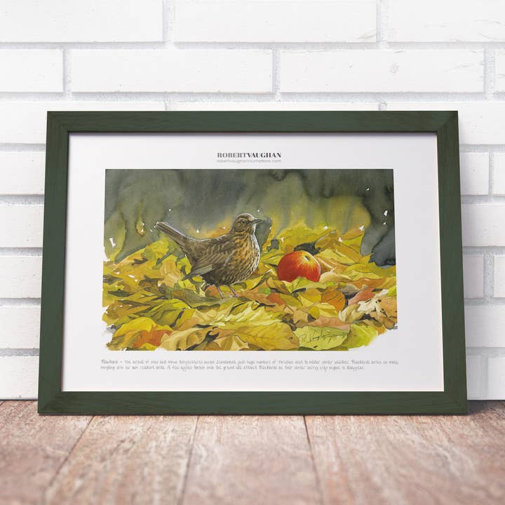 Signierter Druck Amsel für den Großhandel von diademadisara