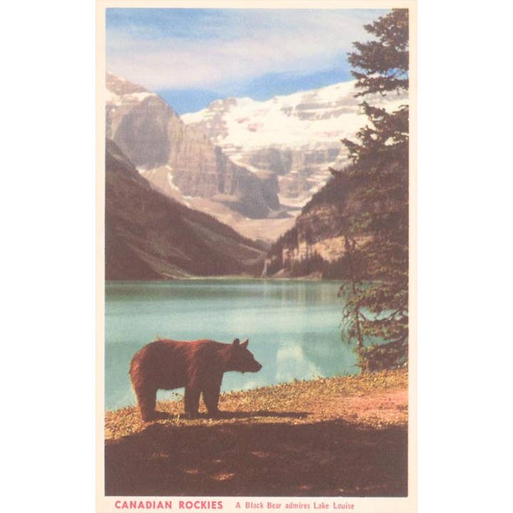 Postcard CN-148 Black Bear near Lake Louise, Alberta, Canada for wholesale by Found Image Press