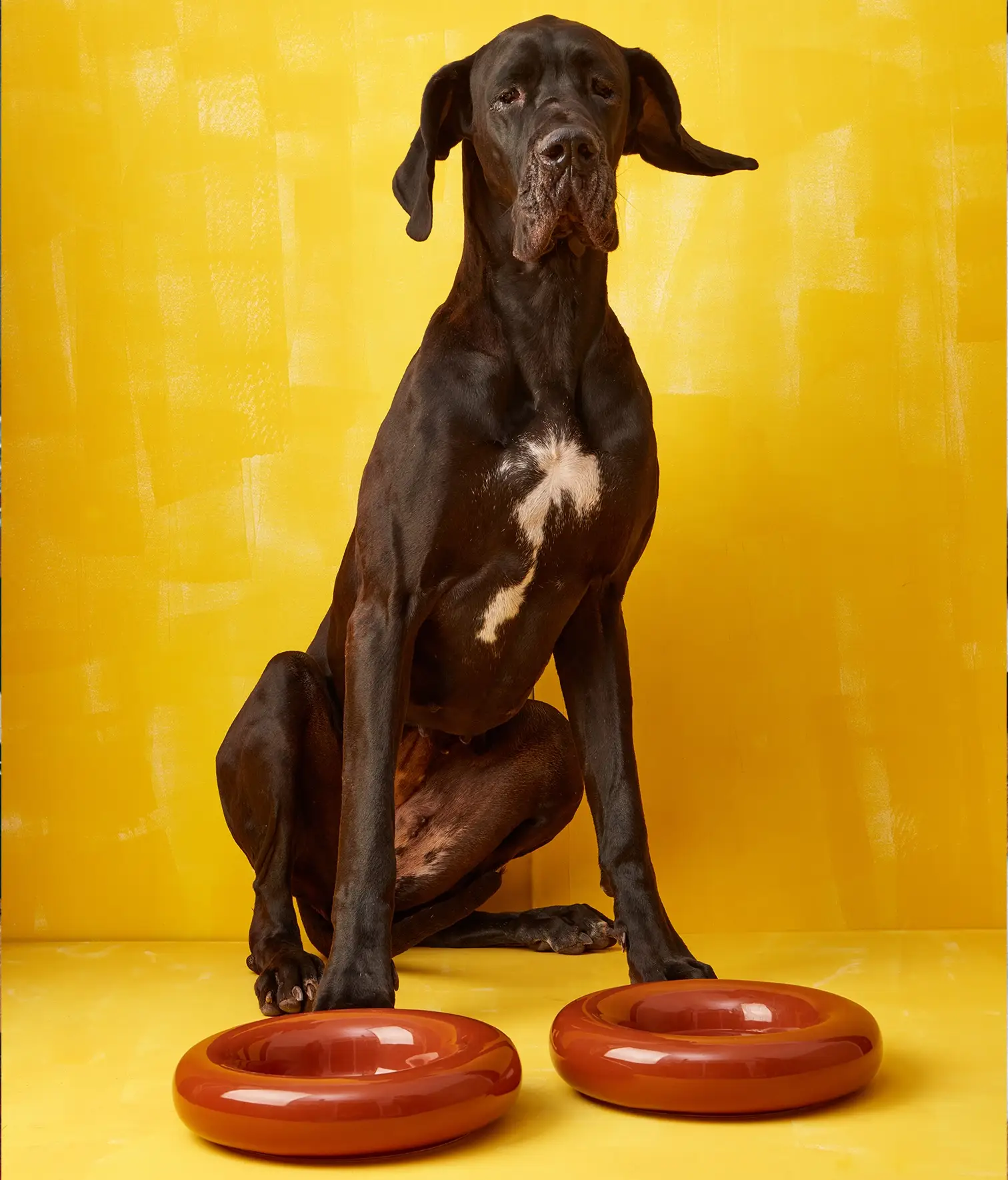 HotDog Pets - Wholesale Pet Bowl - Cat/Dog - Brown ceramic dog feeder10