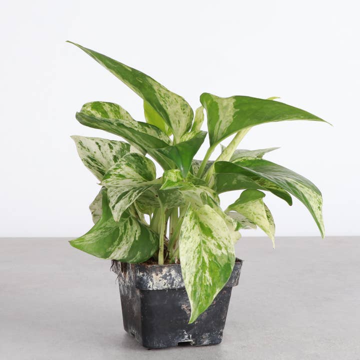 Thorsen's Greenhouse - Wholesale Live Plant - Marble Queen Pothos Plant - Live Plant