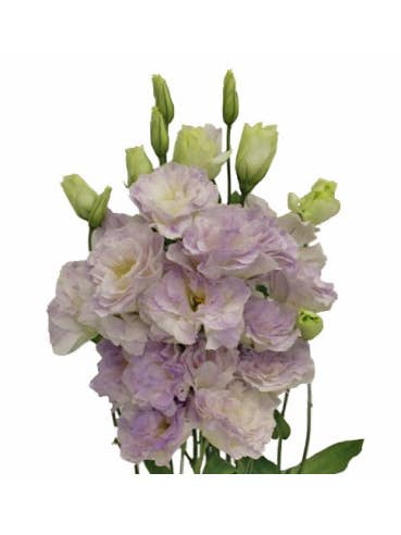 Lisianthus By the Box 100 stems MIX AND MATCH for wholesale by Florasource