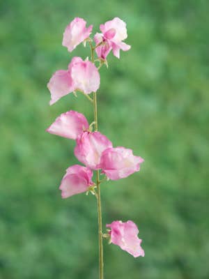 Artificial Pink Sweet Pea for wholesale by Mezu Silk Flowers