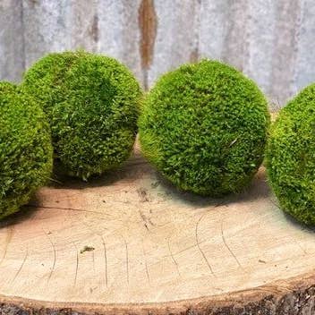 Forever Green Art - Wholesale Decorative Tabletop Object - Moss Ball Set