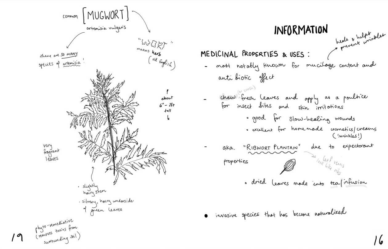 Microcosm Publishing & Distribution - Wholesale Nature & Outdoors - Herbs & Plants for Food & Medicine: Field Kitchen Guide Zine5