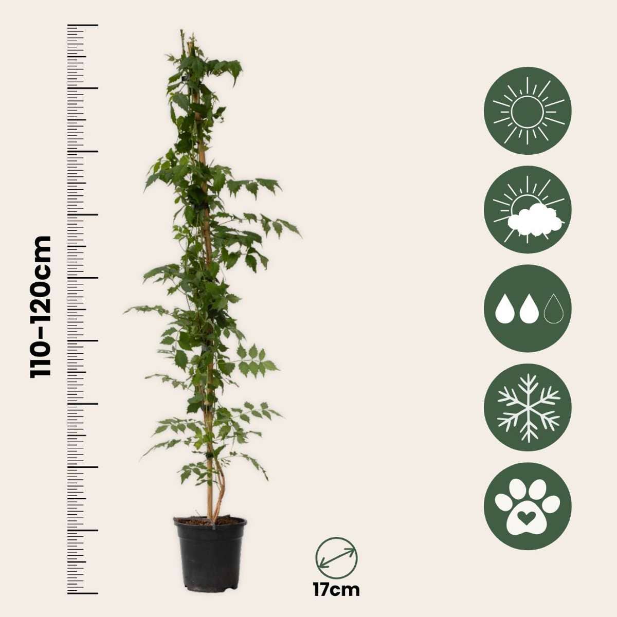 Oasis of Life - Wholesale Live Plant - Trumpet Vine – 2 Plants – Campsis 'Mme Galen' – Height 110–120cm – Ø17cm – Hardy Climbing Plant with Orange-Red Flowers – Fast-Growing Climbing Plant for Garden, Fence & Pergola3