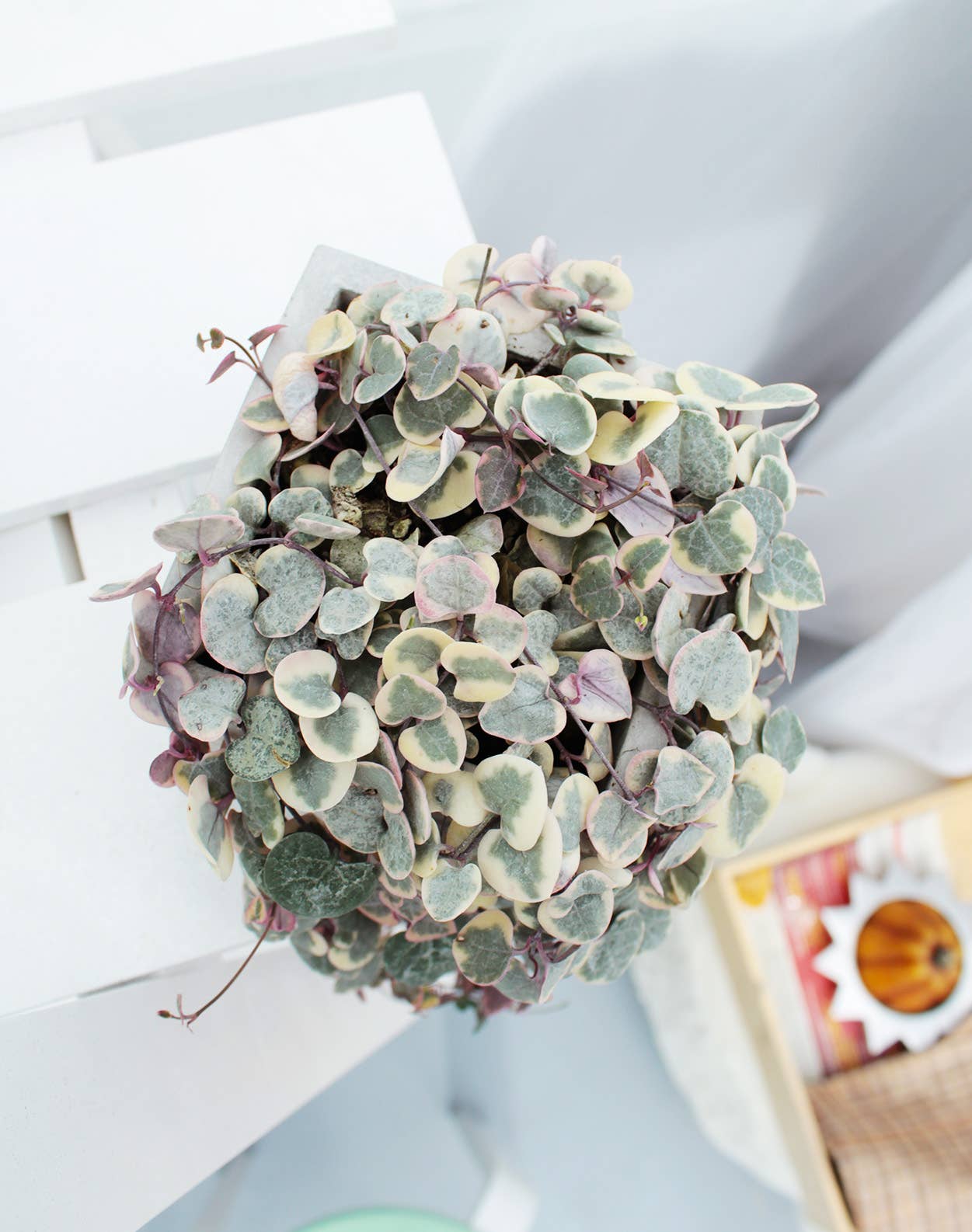 Best Plant Friend - Vente Succulentes - Chaîne de cœurs panachée - Plante succulente en pot de 4/6 pouces14