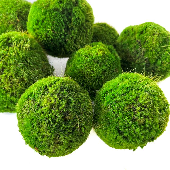 Forever Green Art - Vente Décorations de table - Ensemble de boules de mousse préservée – assortiment de 12 pièces