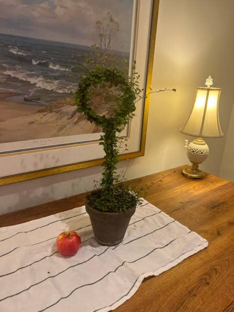 Sunrise Topiaries - Wholesale Live Plant - Live Woven Angel Vine "Lollipop" in 6 inch pot5