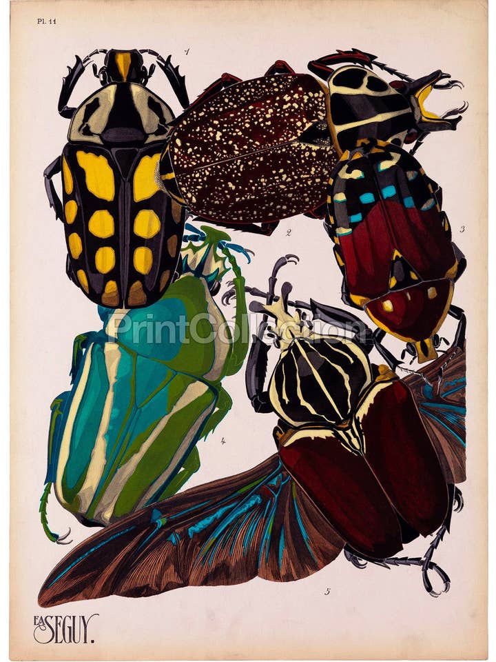Insects, Plate 11 by E.A. Seguy for wholesale by Print Collection