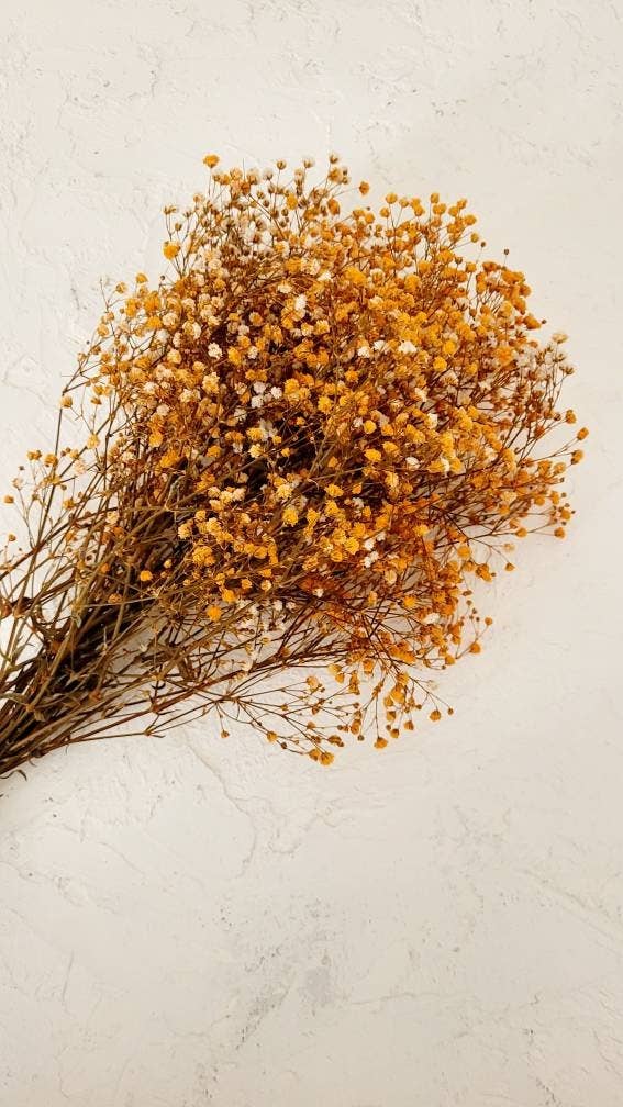 MY BOUQUETS - Wholesale Gedroogde/geperste bloemen - Babysterretje (Gypsophila) Gedroogde Bos in Oranje, Natuurlijk en Met Handgeschilderde Kleur1