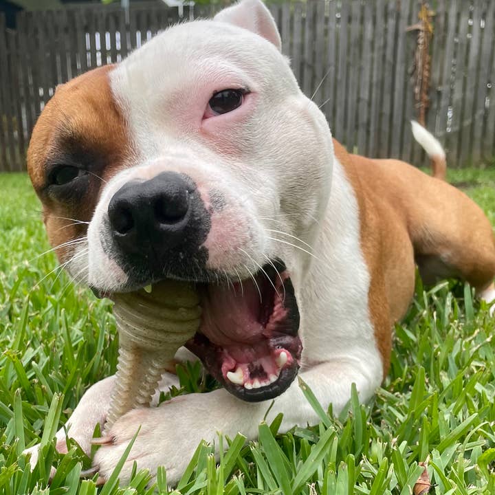 Rover Pet Products - Wholesale Pet chew toy – Dog - Honeybone Dental Tower1