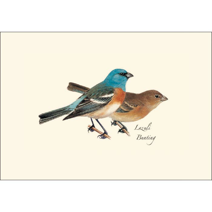 Earth Sky + Water - Wholesale Stationery/Notecard Set - Peterson Western Bird Assortment4