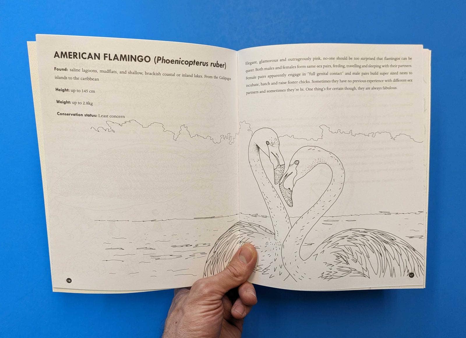 Microcosm Publishing & Distribution - Vente Livre de coloriage et d'activités pour adultes - Livre de coloriage Queer Animals2