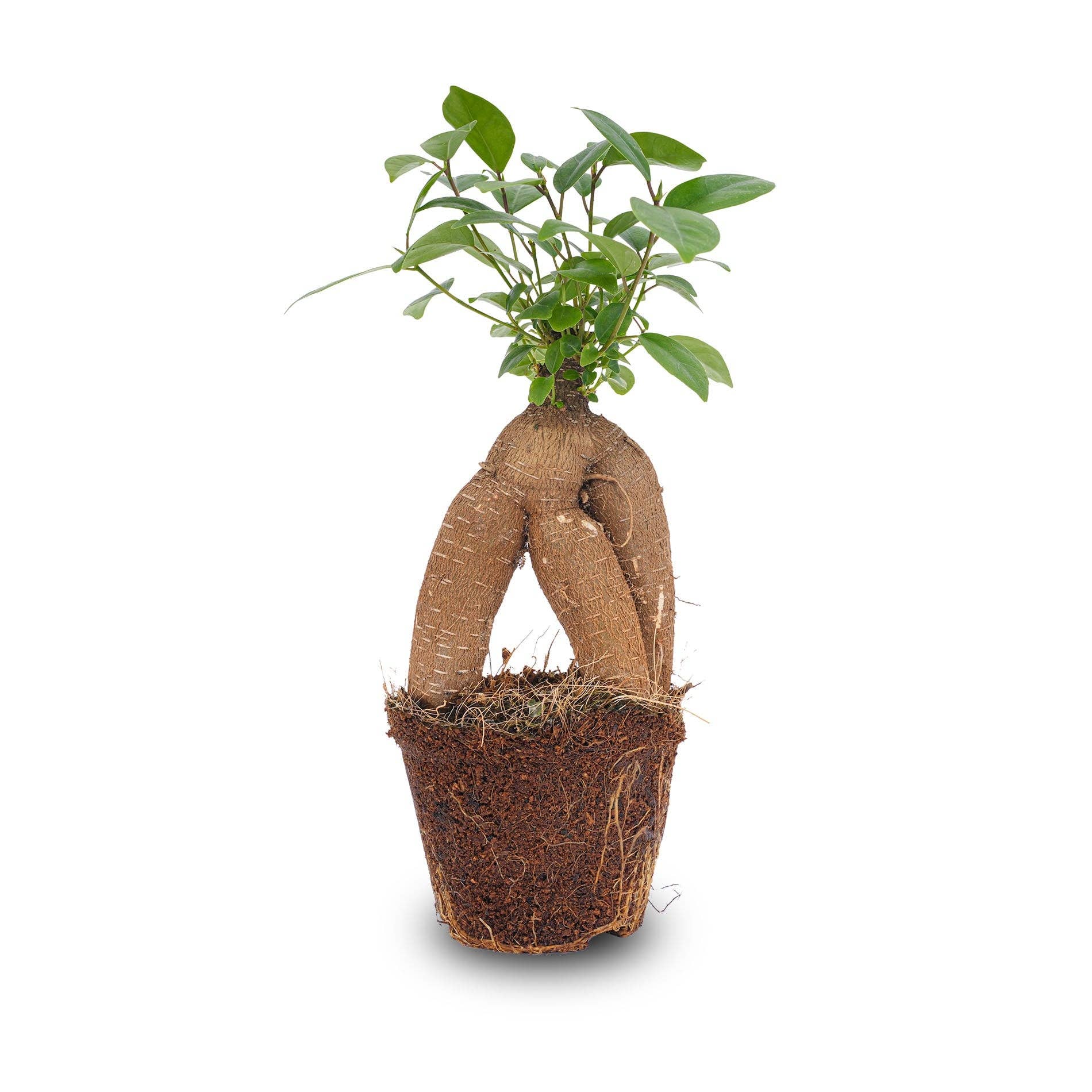 Trendhero.nl/b2b - Wholesale Live Plant - Ficus microcarpa ginseng bonsai - ↑20 cm0