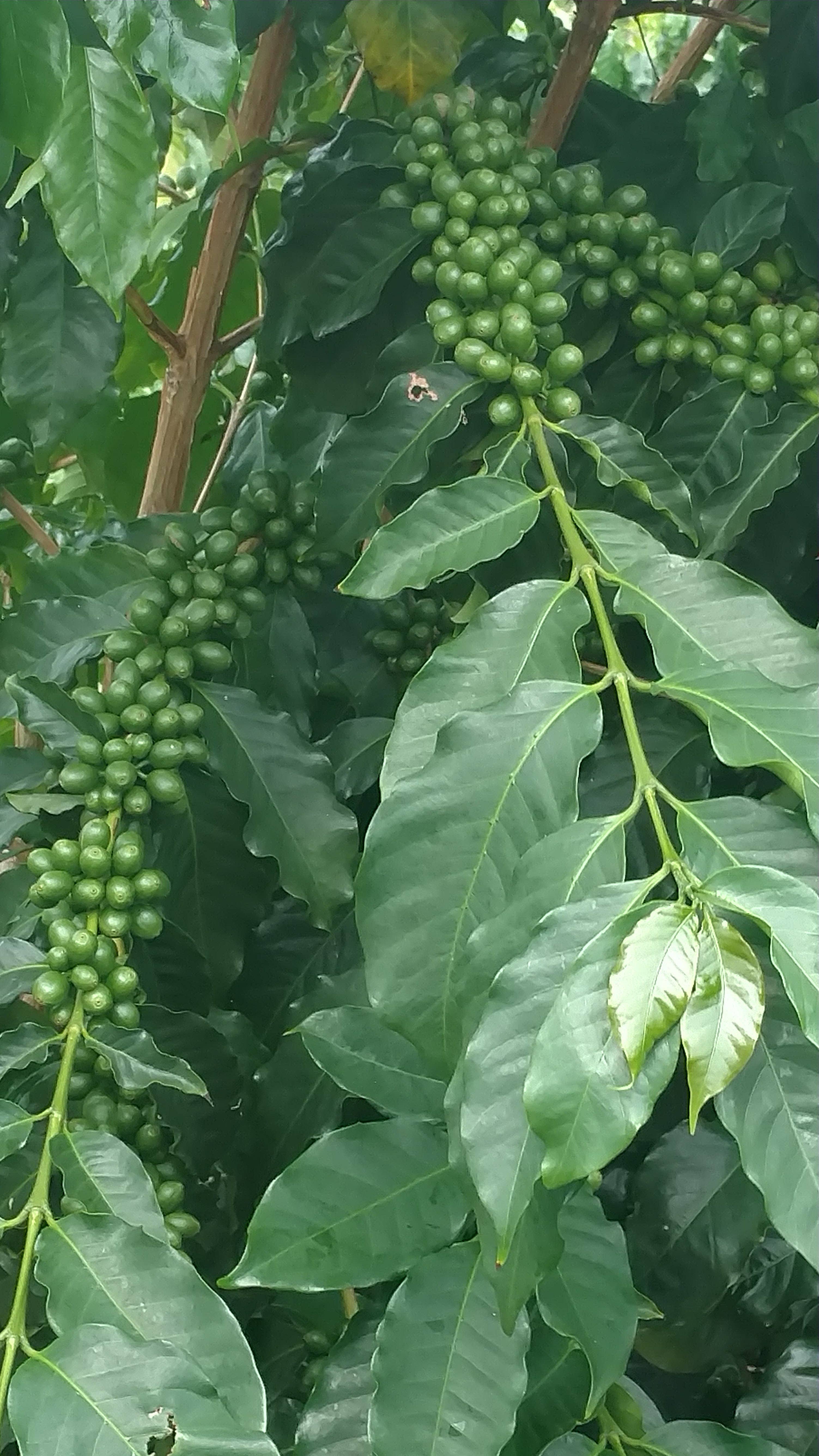 Mongoose Mountain Farm - Vente Café moulu - 100 % café Kona à servir unique sur des sacs goutte-à-goutte Med. Rôti4