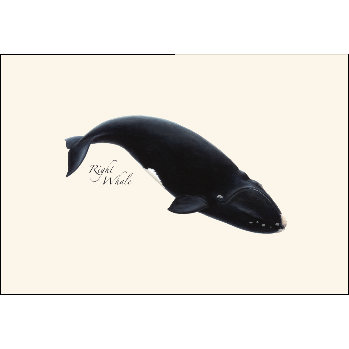 Earth Sky + Water - Wholesale Stationery/Notecard Set - Whale Assortment2