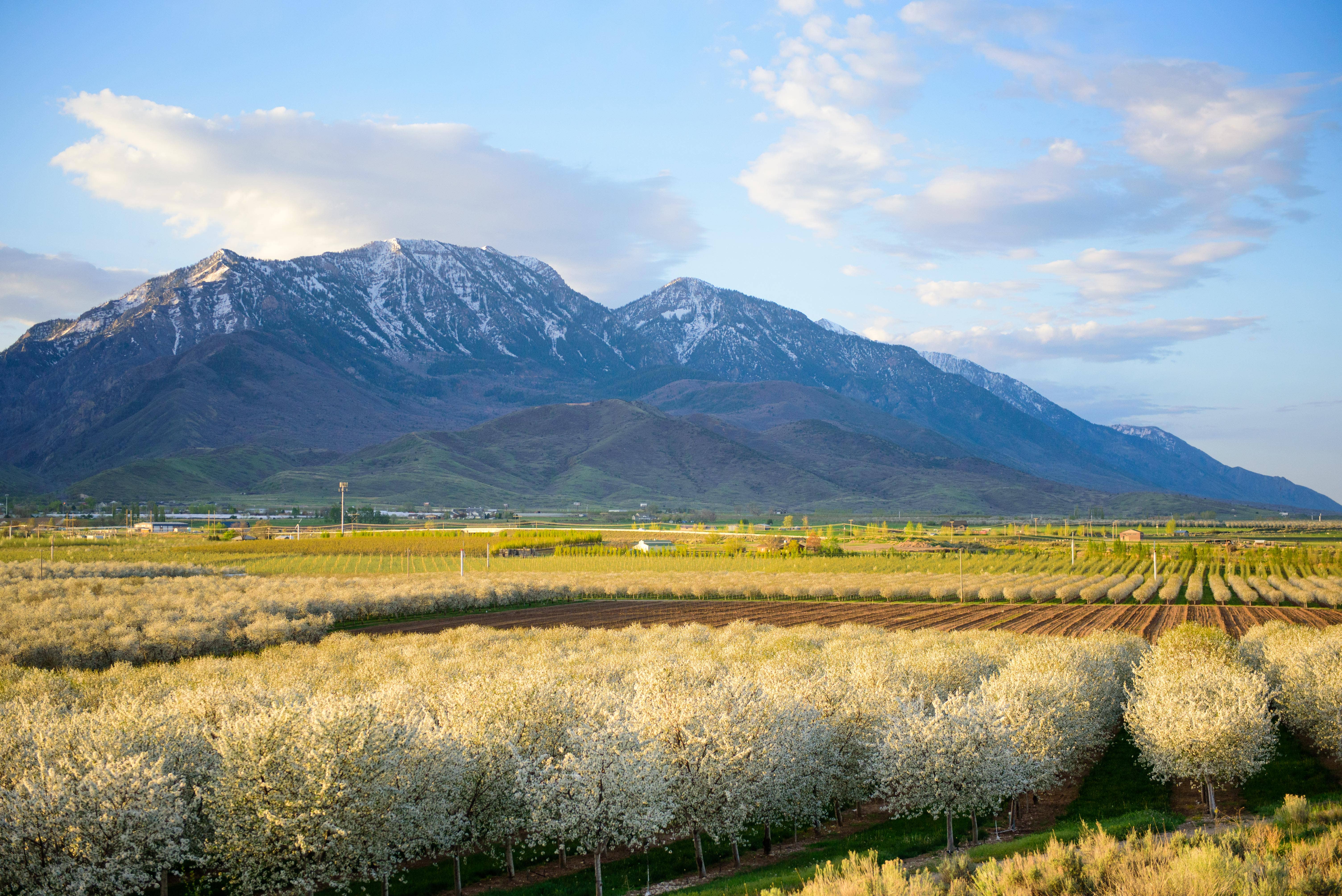 Ritual Chocolate - Wholesale Chocolate Bar - Cherry Vanilla Dark Chocolate Bar 70% Cacao6