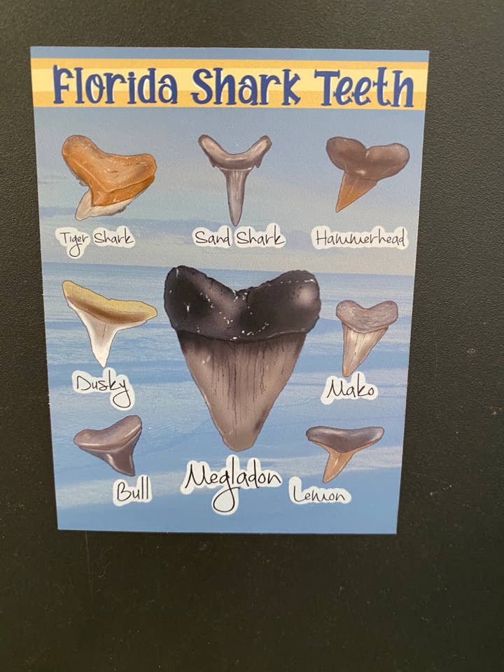 Florida Shark Teeth Magnet for wholesale by Art By Hayle