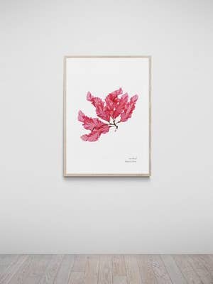 Bigbury Hand Pressed Seaweed Print, Sea Beech for wholesale by The Seaweed Studio