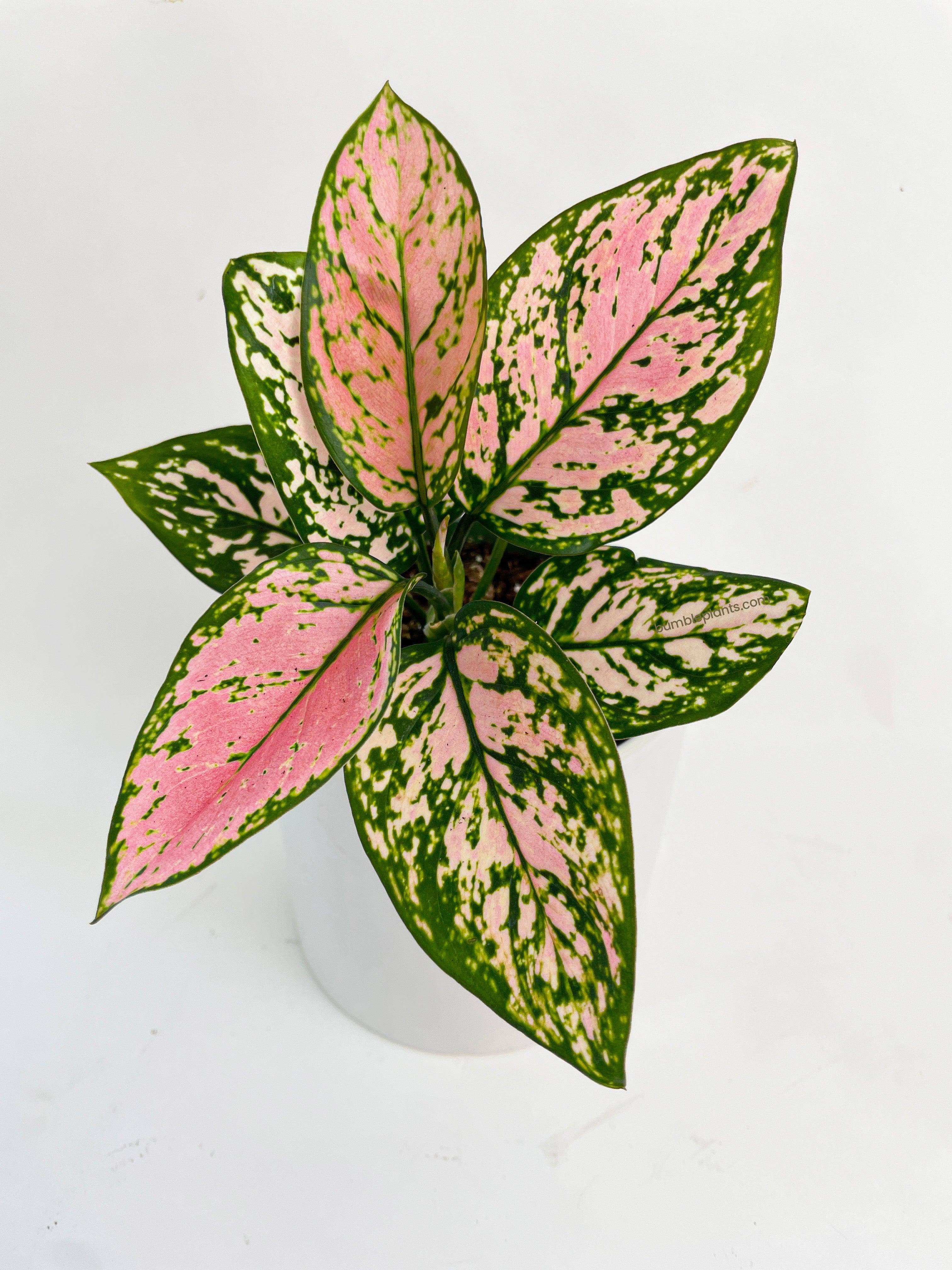 Bumble Plants - Wholesale Live Plant - Aglaonema Cherry Anyanmanee 'Lady Valentine'4