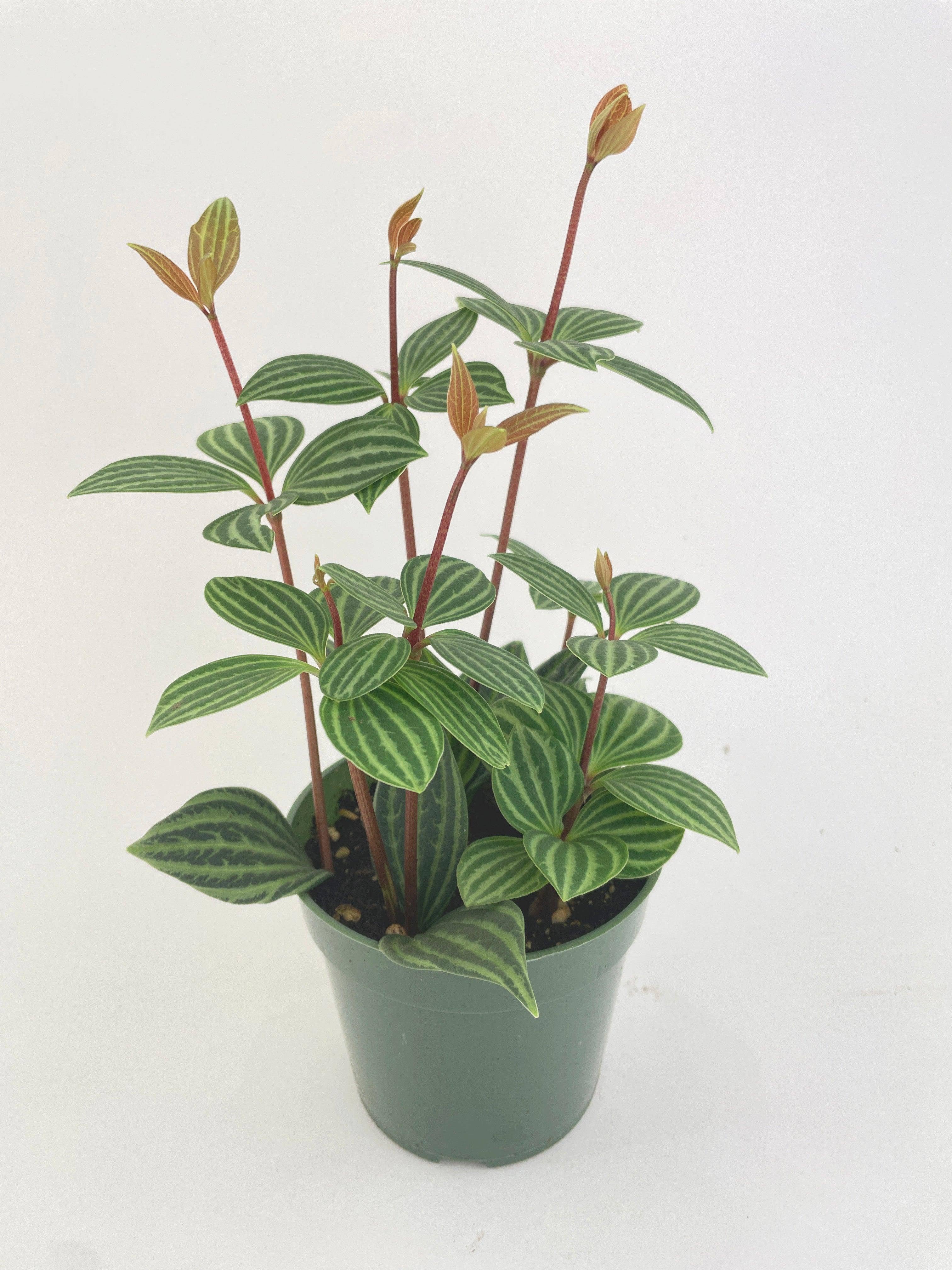 Bumble Plants - Wholesale Live Plant - Peperomia Puteolata Tetragona 'Parallel'0