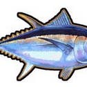 Ahi (Tuna) Decal for wholesale by nalu blue