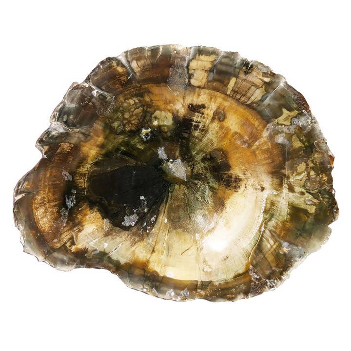 France Mineraux - Wholesale Spiritual Stone/Crystal - Fossilized wood - MCBF03