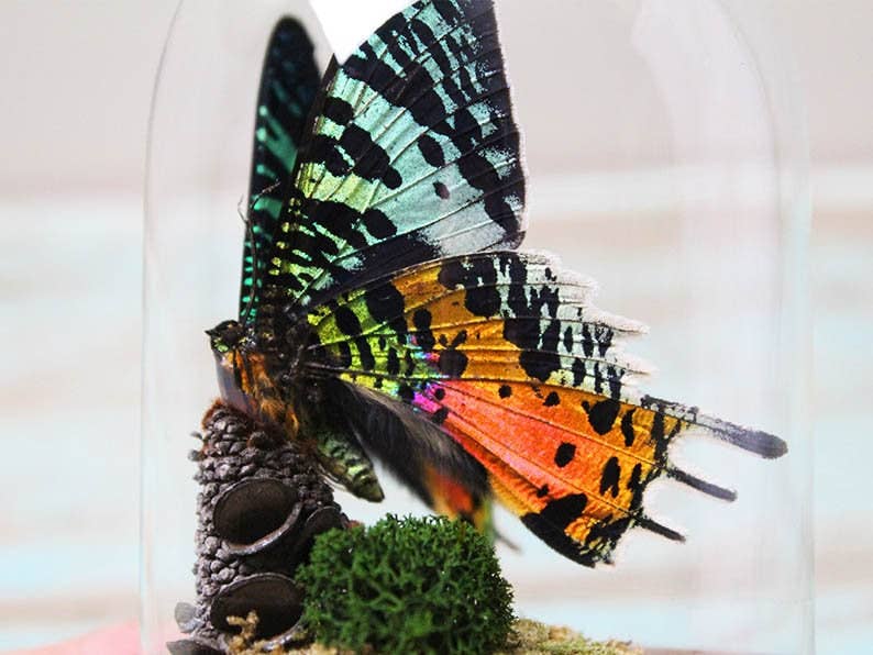 Newman Art Designs - Wholesale Decorative Tabletop Object - Urania ripheus or Sunset Moth in a Dome