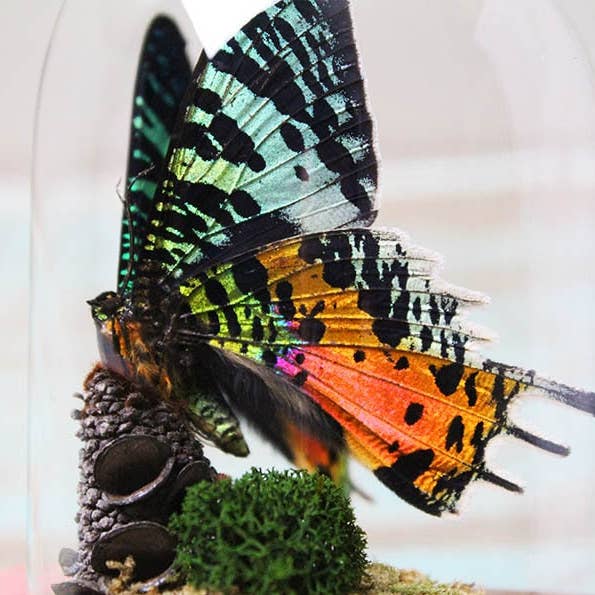 Newman Art Designs - Wholesale Decorative Tabletop Object - Urania ripheus or Sunset Moth in a Dome0