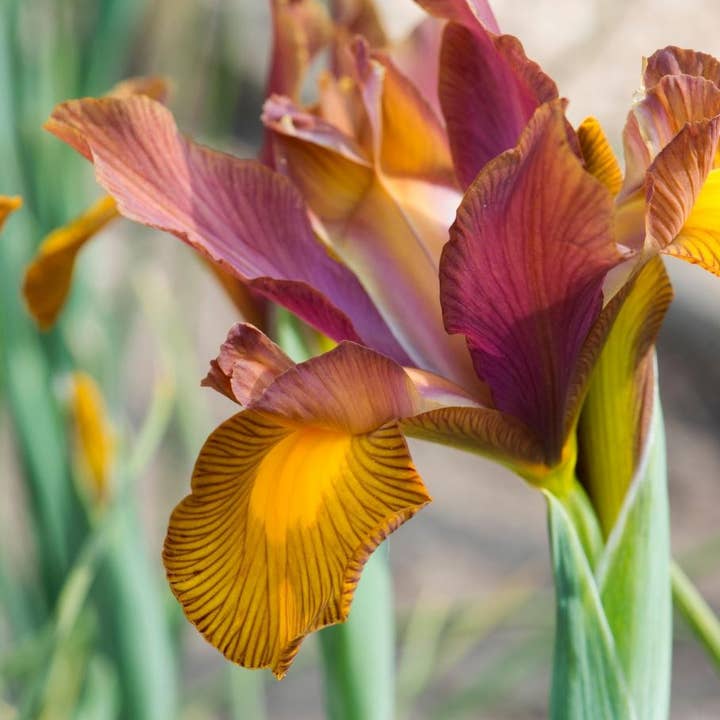 Thorsen's Greenhouse - Wholesale Live Plant - Dutch Iris 'Lion King' Bulbs - Perennial3