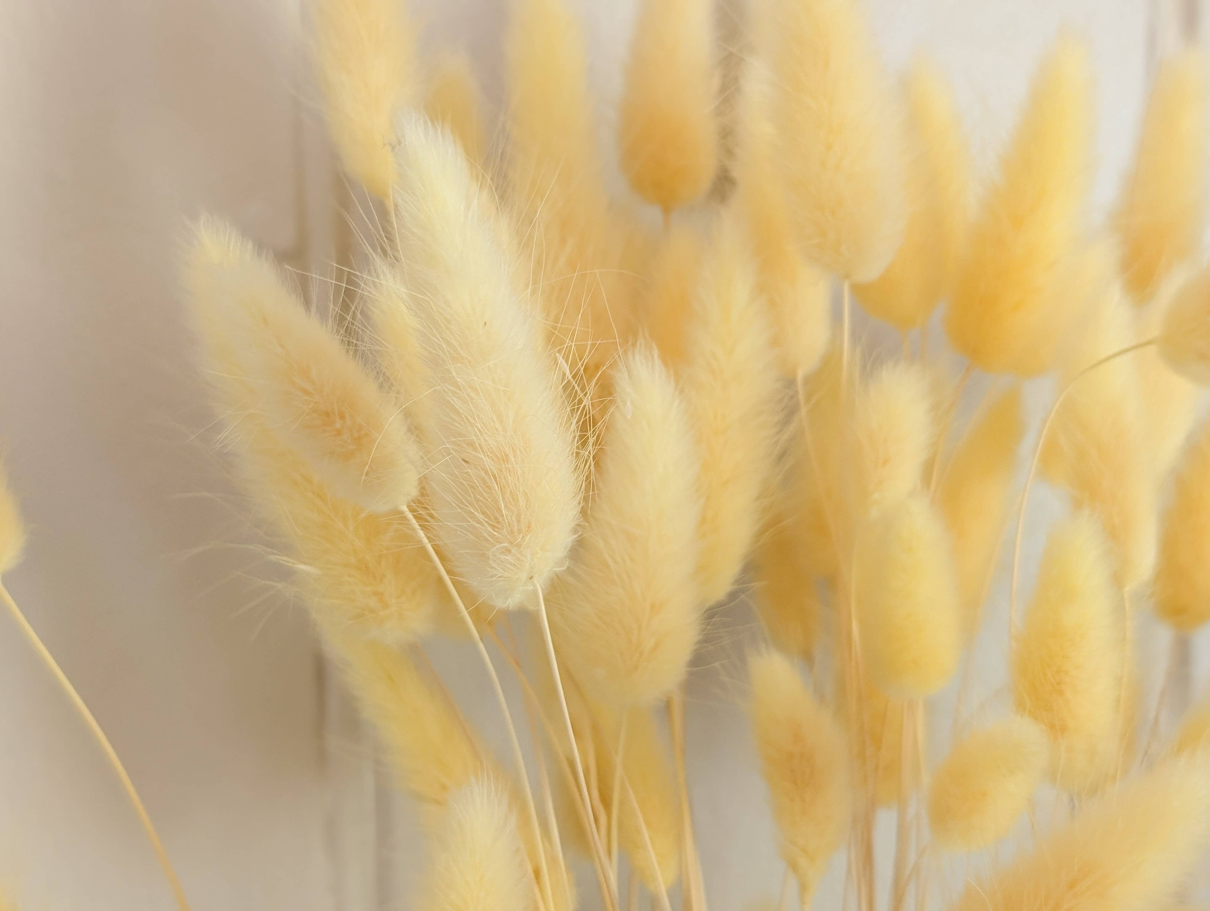 Banksia Botanicals – wholesale Dried/pressed flowers – Yellow Lagurus Grass 50-70cm 0