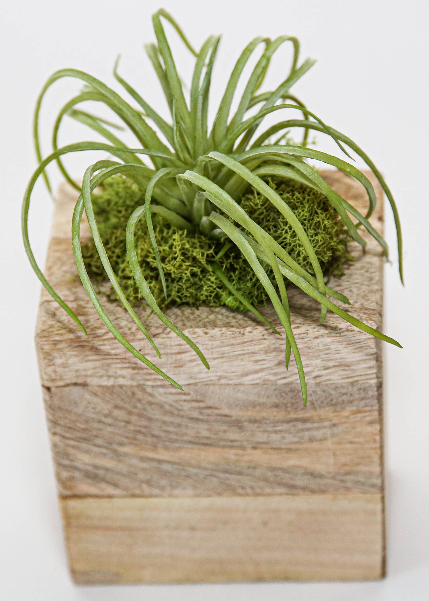 Forever Green Art - Wholesale Succulent - Succulent Sugar Mold Set of 95