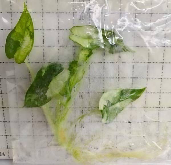 OrchidBox - Wholesale Live Plant - Alocasia "Green Bambino" variegated TC Plantlet | Rare Houseplant1