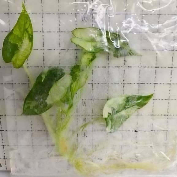 OrchidBox - Wholesale Live Plant - Alocasia "Green Bambino" variegated TC Plantlet | Rare Houseplant1