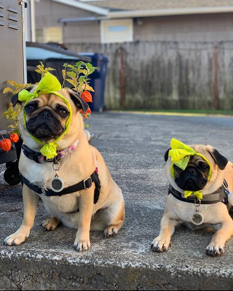 Green Waves Co. - Wholesale Pet Poop Bag - Earth-Friendly Poop Bags2