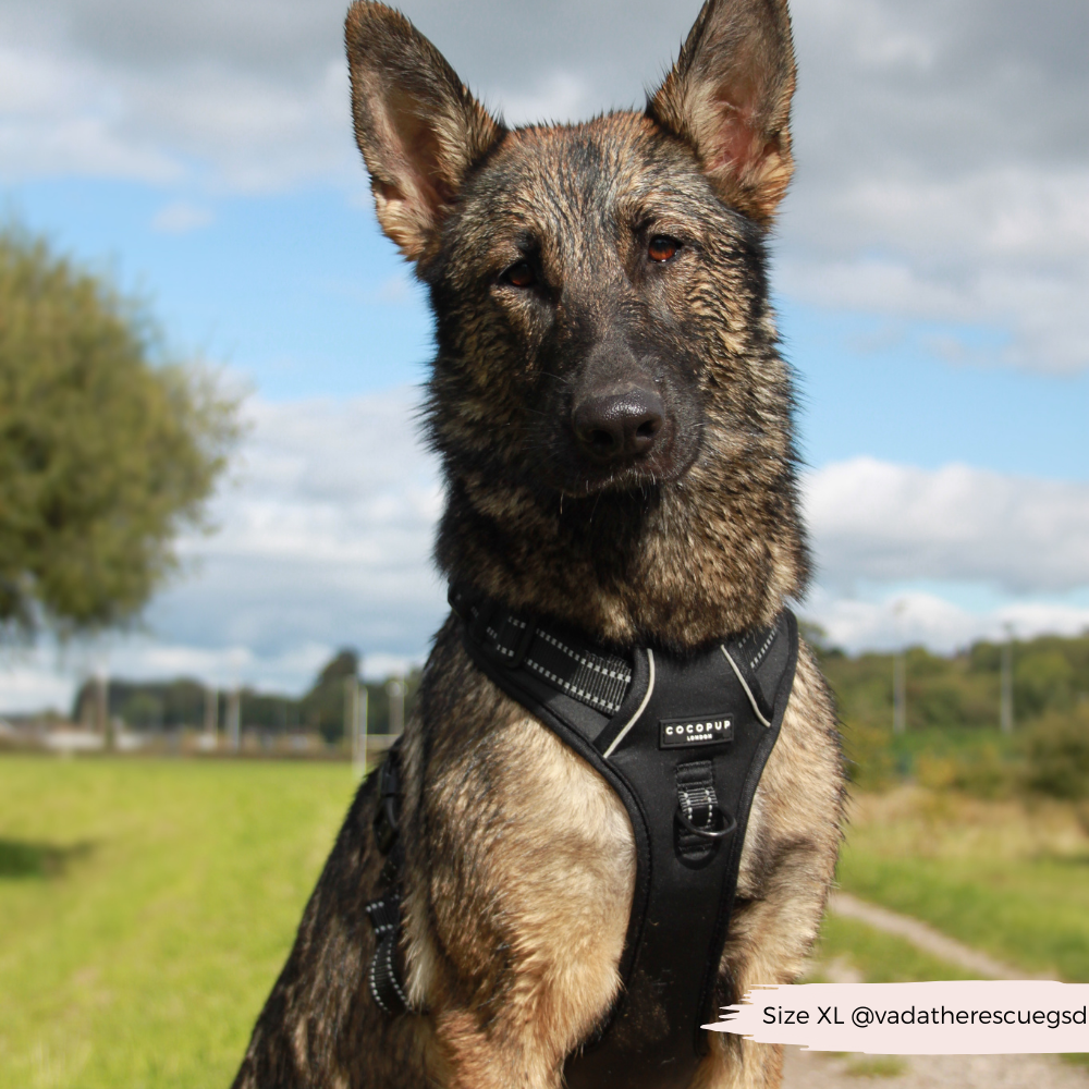 Cocopup London - Wholesale Pet Harness - Dog - Explore Harness - NAKD Liquorice12