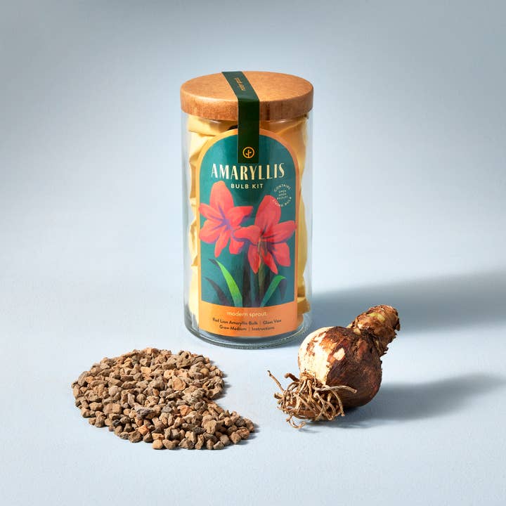 Modern Sprout - Wholesale Plant Seeds - Winter Bulb Kit