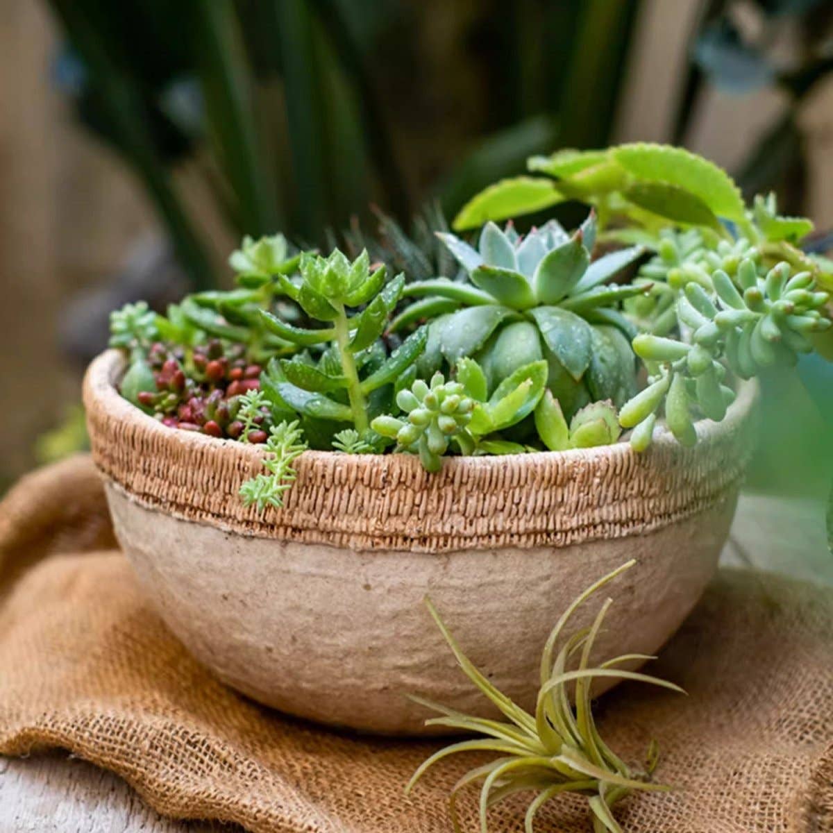 Rustic Reach - Vente Pot - Jardinière en ciment à motif de rotin2