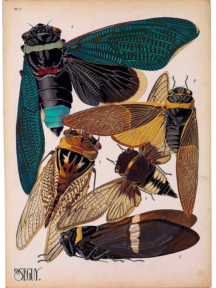Insectos, Plato 1 de E.A. Seguy para venta al por mayor de Print Collection