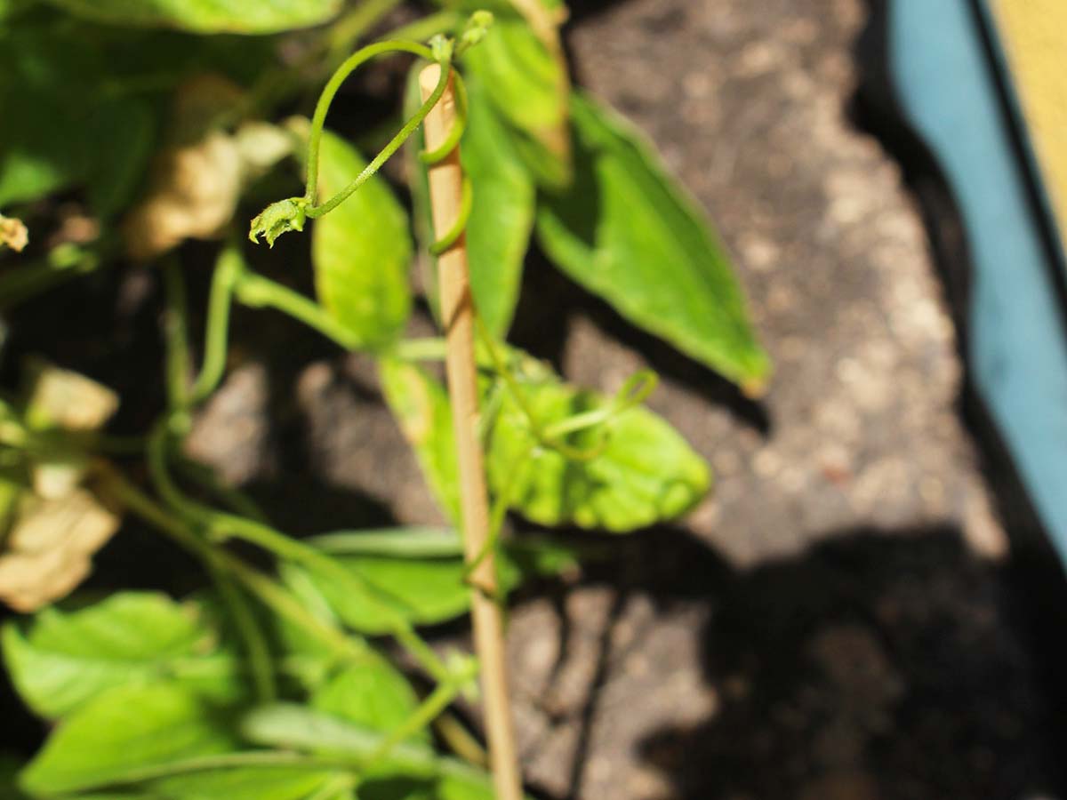 JARDIN Y NATURA OUTDOOR & GARDEN PRODUCTS SL - Vente Outil de jardinage - Bâtons en bambou naturel 50 cm (10 unités) - BAMBOO STICK 501