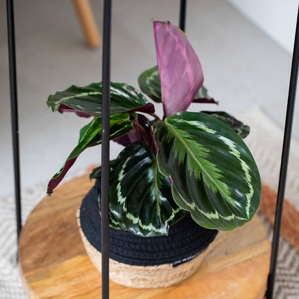 The Little Botanical – wholesale Live plant – Calathea Mix14