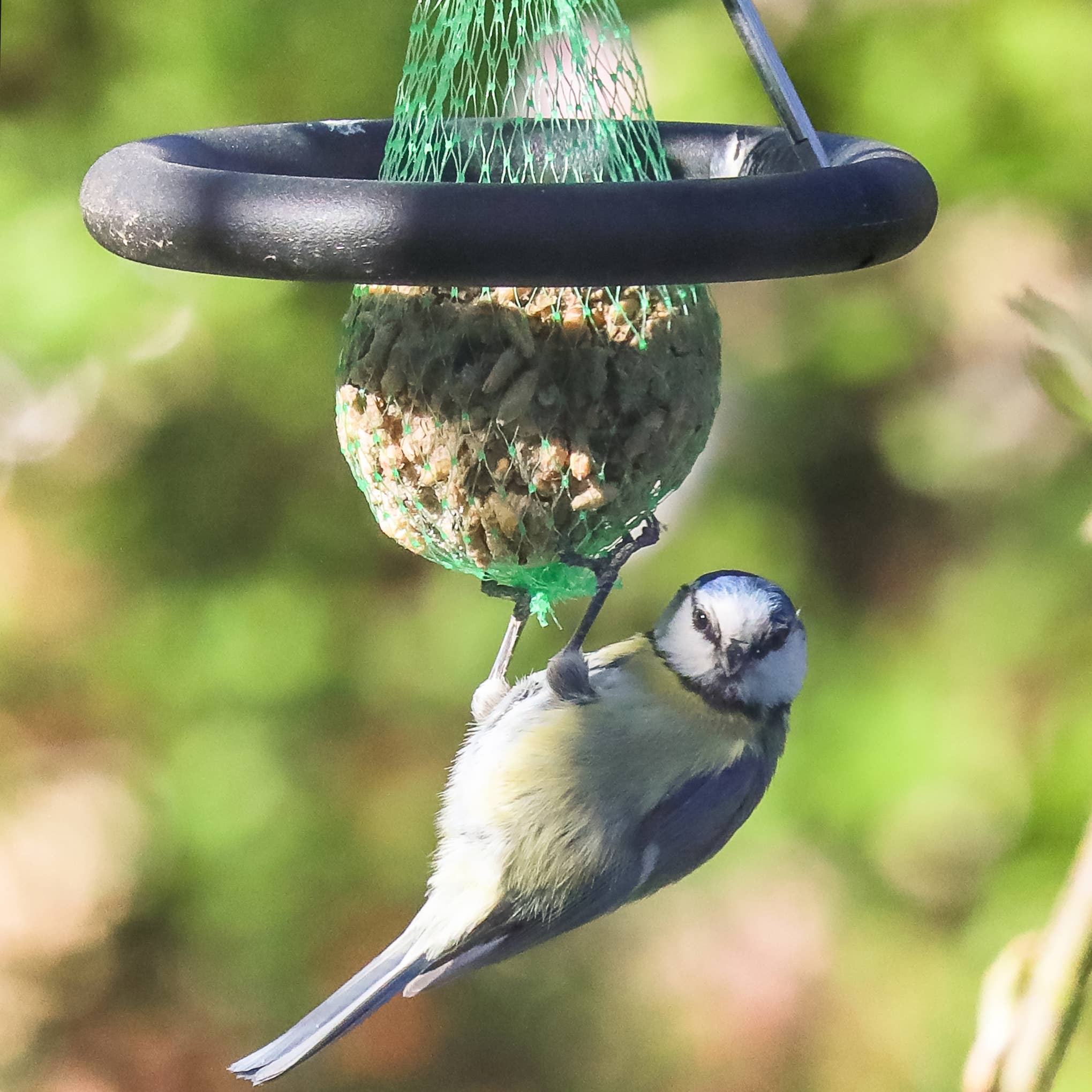 Born in Sweden AB - Vente Mangeoires pour oiseaux - Suspension pour boules de graisse en forme de satellite1