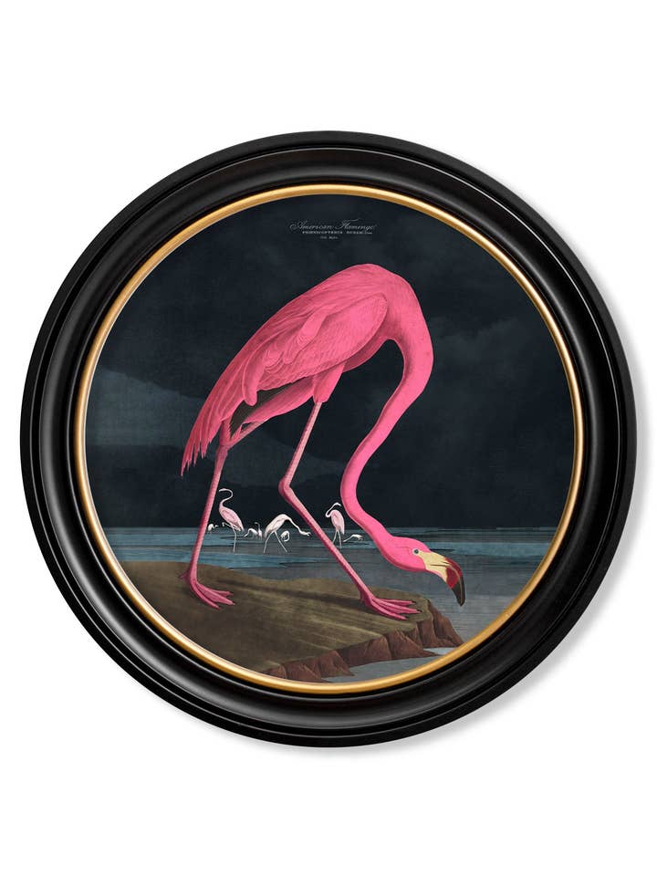 c.1838 Audubon's Flamingo - Dark - Round Frame for wholesale by T A Interiors Wall Art & Mirrors