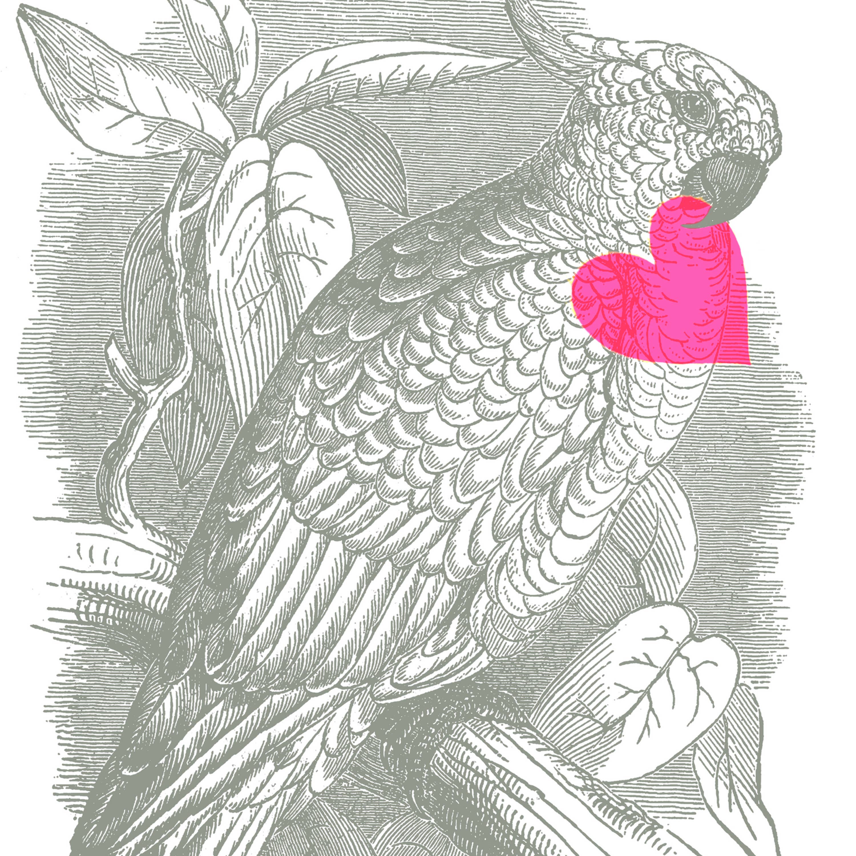 Pictrix Design - Wholesale Everyday Greeting Card - LAST 6: “Excellent birds: Cockatoo” greeting card2