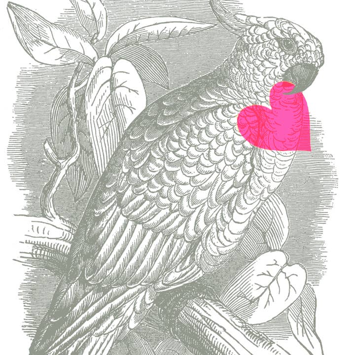 Pictrix Design - Wholesale Everyday Greeting Card - LAST 6: “Excellent birds: Cockatoo” greeting card2