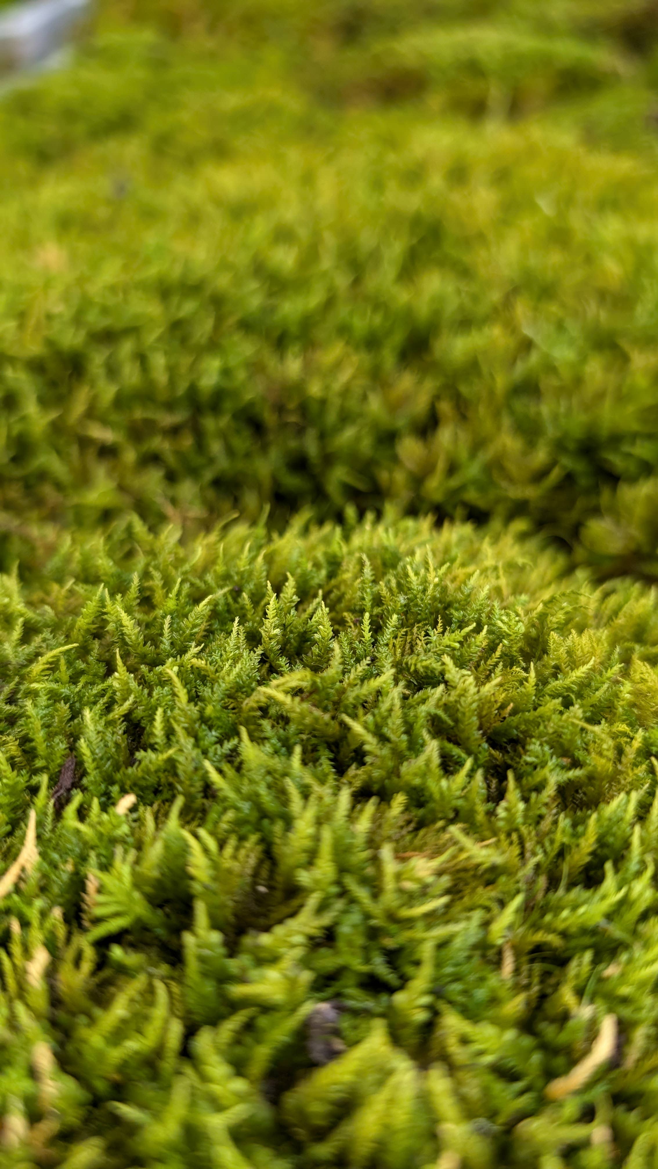 TERRART NYC - Wholesale Terrarium - Pocket Terrarium / Self Sustaining Miniature Ecosystem5